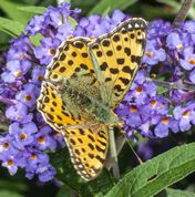 Storplettet perlemorsommerfugl